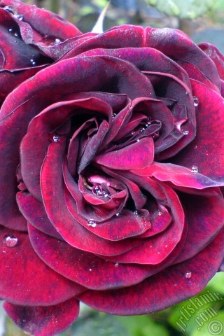 A mobile wallpaper and MMS picture for Apple iPhone 7s, 6s, 5s, 4s, Plus, iPods, iPads, New iPads, Samsung Galaxy S Series and Notes, Sony Ericsson Xperia, LG Mobile Phones, Tablets and Devices: Burgundy Color rose photo.
