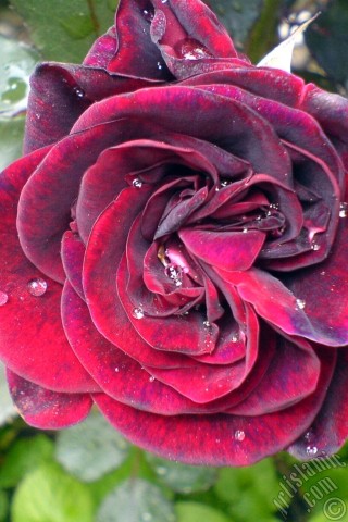 A mobile wallpaper and MMS picture for Apple iPhone 7s, 6s, 5s, 4s, Plus, iPods, iPads, New iPads, Samsung Galaxy S Series and Notes, Sony Ericsson Xperia, LG Mobile Phones, Tablets and Devices: Burgundy Color rose photo.

