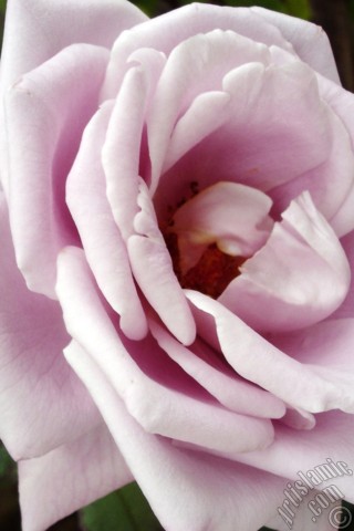 A mobile wallpaper and MMS picture for Apple iPhone 7s, 6s, 5s, 4s, Plus, iPods, iPads, New iPads, Samsung Galaxy S Series and Notes, Sony Ericsson Xperia, LG Mobile Phones, Tablets and Devices: Lilac-color (lavender) rose photo.
