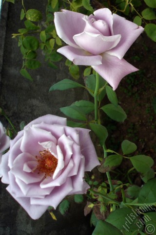 A mobile wallpaper and MMS picture for Apple iPhone 7s, 6s, 5s, 4s, Plus, iPods, iPads, New iPads, Samsung Galaxy S Series and Notes, Sony Ericsson Xperia, LG Mobile Phones, Tablets and Devices: Lilac-color (lavender) rose photo.
