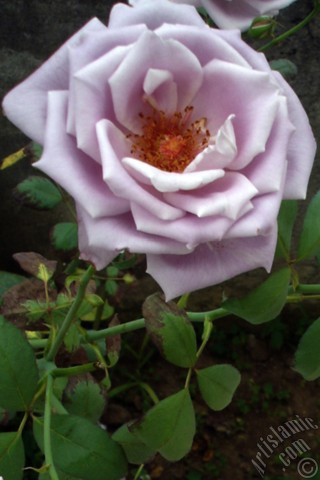 A mobile wallpaper and MMS picture for Apple iPhone 7s, 6s, 5s, 4s, Plus, iPods, iPads, New iPads, Samsung Galaxy S Series and Notes, Sony Ericsson Xperia, LG Mobile Phones, Tablets and Devices: Lilac-color (lavender) rose photo.
