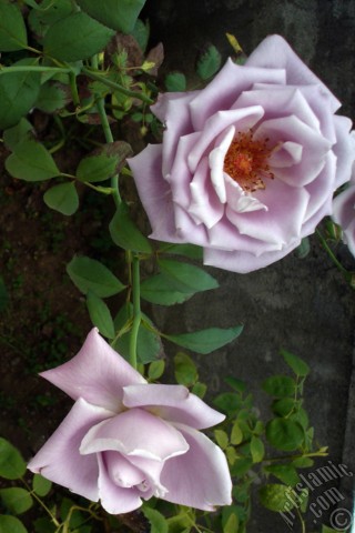 A mobile wallpaper and MMS picture for Apple iPhone 7s, 6s, 5s, 4s, Plus, iPods, iPads, New iPads, Samsung Galaxy S Series and Notes, Sony Ericsson Xperia, LG Mobile Phones, Tablets and Devices: Lilac-color (lavender) rose photo.
