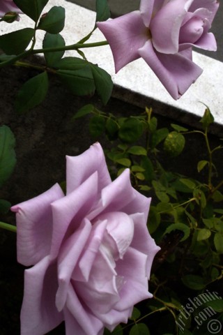 A mobile wallpaper and MMS picture for Apple iPhone 7s, 6s, 5s, 4s, Plus, iPods, iPads, New iPads, Samsung Galaxy S Series and Notes, Sony Ericsson Xperia, LG Mobile Phones, Tablets and Devices: Lilac-color (lavender) rose photo.
