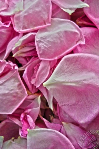 A mobile wallpaper and MMS picture for Apple iPhone 7s, 6s, 5s, 4s, Plus, iPods, iPads, New iPads, Samsung Galaxy S Series and Notes, Sony Ericsson Xperia, LG Mobile Phones, Tablets and Devices: Rose leaves.
