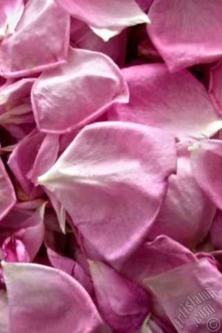 A mobile wallpaper and MMS picture for Apple iPhone 7s, 6s, 5s, 4s, Plus, iPods, iPads, New iPads, Samsung Galaxy S Series and Notes, Sony Ericsson Xperia, LG Mobile Phones, Tablets and Devices: Rose leaves.

