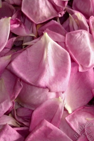 A mobile wallpaper and MMS picture for Apple iPhone 7s, 6s, 5s, 4s, Plus, iPods, iPads, New iPads, Samsung Galaxy S Series and Notes, Sony Ericsson Xperia, LG Mobile Phones, Tablets and Devices: Rose leaves.
