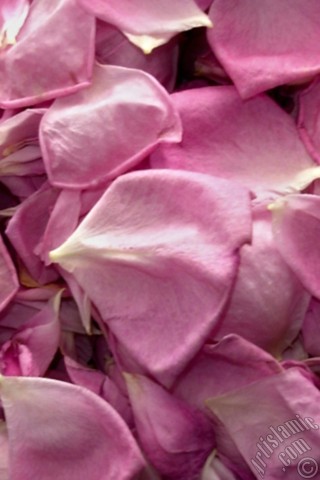 A mobile wallpaper and MMS picture for Apple iPhone 7s, 6s, 5s, 4s, Plus, iPods, iPads, New iPads, Samsung Galaxy S Series and Notes, Sony Ericsson Xperia, LG Mobile Phones, Tablets and Devices: Rose leaves.
