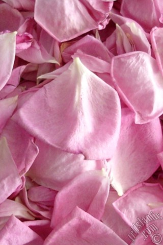 A mobile wallpaper and MMS picture for Apple iPhone 7s, 6s, 5s, 4s, Plus, iPods, iPads, New iPads, Samsung Galaxy S Series and Notes, Sony Ericsson Xperia, LG Mobile Phones, Tablets and Devices: Rose leaves.
