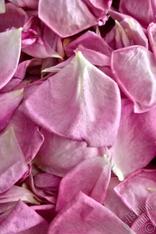A mobile wallpaper and MMS picture for Apple iPhone 7s, 6s, 5s, 4s, Plus, iPods, iPads, New iPads, Samsung Galaxy S Series and Notes, Sony Ericsson Xperia, LG Mobile Phones, Tablets and Devices: Rose leaves.
