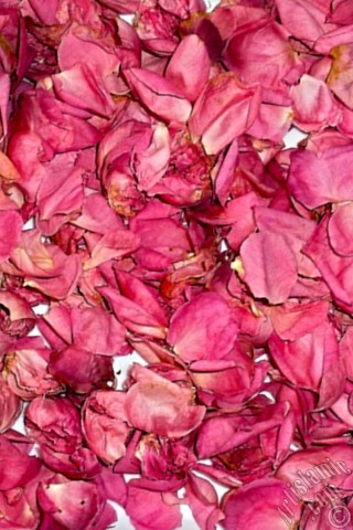A mobile wallpaper and MMS picture for Apple iPhone 7s, 6s, 5s, 4s, Plus, iPods, iPads, New iPads, Samsung Galaxy S Series and Notes, Sony Ericsson Xperia, LG Mobile Phones, Tablets and Devices: Rose leaves.
