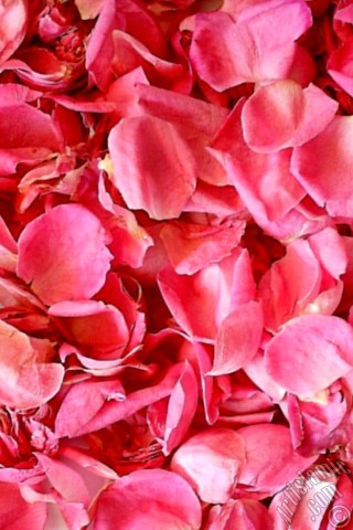A mobile wallpaper and MMS picture for Apple iPhone 7s, 6s, 5s, 4s, Plus, iPods, iPads, New iPads, Samsung Galaxy S Series and Notes, Sony Ericsson Xperia, LG Mobile Phones, Tablets and Devices: Rose leaves.
