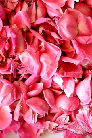 A mobile wallpaper and MMS picture for Apple iPhone 7s, 6s, 5s, 4s, Plus, iPods, iPads, New iPads, Samsung Galaxy S Series and Notes, Sony Ericsson Xperia, LG Mobile Phones, Tablets and Devices: Rose leaves.
