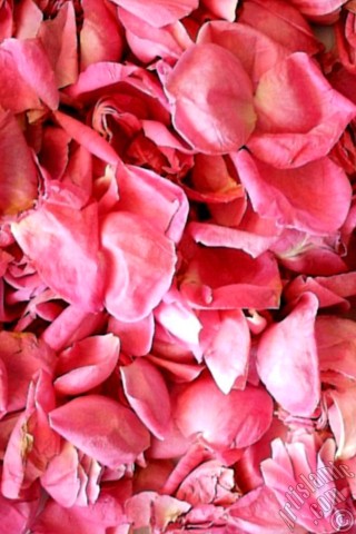 A mobile wallpaper and MMS picture for Apple iPhone 7s, 6s, 5s, 4s, Plus, iPods, iPads, New iPads, Samsung Galaxy S Series and Notes, Sony Ericsson Xperia, LG Mobile Phones, Tablets and Devices: Rose leaves.
