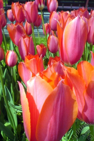 A mobile wallpaper and MMS picture for Apple iPhone 7s, 6s, 5s, 4s, Plus, iPods, iPads, New iPads, Samsung Galaxy S Series and Notes, Sony Ericsson Xperia, LG Mobile Phones, Tablets and Devices: Red Turkish-Ottoman Tulip photo.

