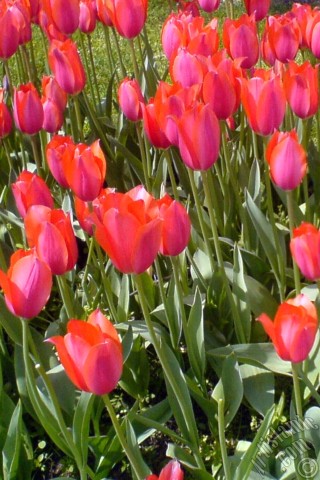 A mobile wallpaper and MMS picture for Apple iPhone 7s, 6s, 5s, 4s, Plus, iPods, iPads, New iPads, Samsung Galaxy S Series and Notes, Sony Ericsson Xperia, LG Mobile Phones, Tablets and Devices: Red Turkish-Ottoman Tulip photo.
