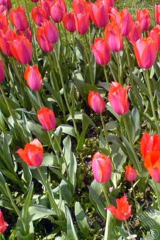 A mobile wallpaper and MMS picture for Apple iPhone 7s, 6s, 5s, 4s, Plus, iPods, iPads, New iPads, Samsung Galaxy S Series and Notes, Sony Ericsson Xperia, LG Mobile Phones, Tablets and Devices: Red Turkish-Ottoman Tulip photo.
