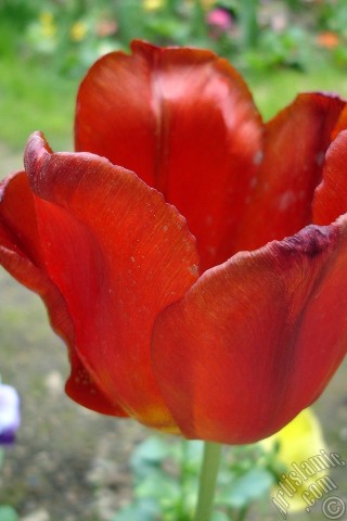 A mobile wallpaper and MMS picture for Apple iPhone 7s, 6s, 5s, 4s, Plus, iPods, iPads, New iPads, Samsung Galaxy S Series and Notes, Sony Ericsson Xperia, LG Mobile Phones, Tablets and Devices: Red Turkish-Ottoman Tulip photo.
