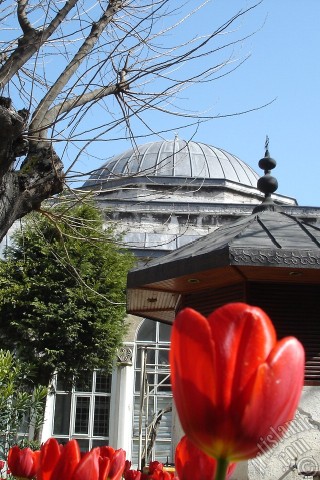 A mobile wallpaper and MMS picture for Apple iPhone 7s, 6s, 5s, 4s, Plus, iPods, iPads, New iPads, Samsung Galaxy S Series and Notes, Sony Ericsson Xperia, LG Mobile Phones, Tablets and Devices: Red Turkish-Ottoman Tulip photo.
