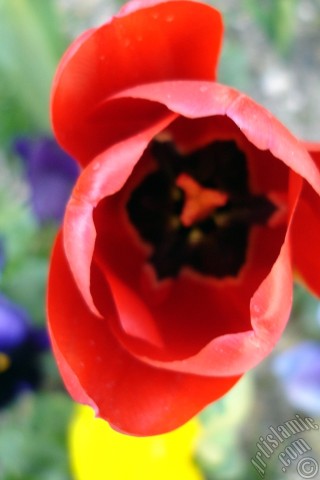 A mobile wallpaper and MMS picture for Apple iPhone 7s, 6s, 5s, 4s, Plus, iPods, iPads, New iPads, Samsung Galaxy S Series and Notes, Sony Ericsson Xperia, LG Mobile Phones, Tablets and Devices: Red Turkish-Ottoman Tulip photo.
