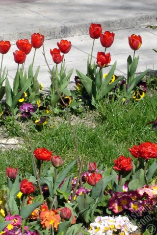 A mobile wallpaper and MMS picture for Apple iPhone 7s, 6s, 5s, 4s, Plus, iPods, iPads, New iPads, Samsung Galaxy S Series and Notes, Sony Ericsson Xperia, LG Mobile Phones, Tablets and Devices: Red Turkish-Ottoman Tulip photo.
