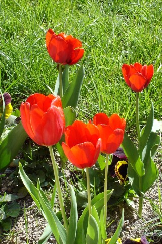 A mobile wallpaper and MMS picture for Apple iPhone 7s, 6s, 5s, 4s, Plus, iPods, iPads, New iPads, Samsung Galaxy S Series and Notes, Sony Ericsson Xperia, LG Mobile Phones, Tablets and Devices: Red Turkish-Ottoman Tulip photo.
