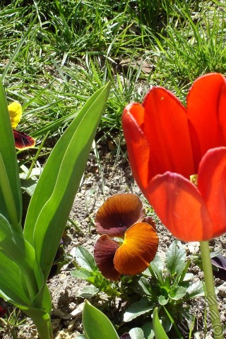 A mobile wallpaper and MMS picture for Apple iPhone 7s, 6s, 5s, 4s, Plus, iPods, iPads, New iPads, Samsung Galaxy S Series and Notes, Sony Ericsson Xperia, LG Mobile Phones, Tablets and Devices: Red Turkish-Ottoman Tulip photo.
