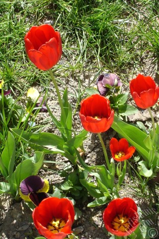 A mobile wallpaper and MMS picture for Apple iPhone 7s, 6s, 5s, 4s, Plus, iPods, iPads, New iPads, Samsung Galaxy S Series and Notes, Sony Ericsson Xperia, LG Mobile Phones, Tablets and Devices: Red Turkish-Ottoman Tulip photo.
