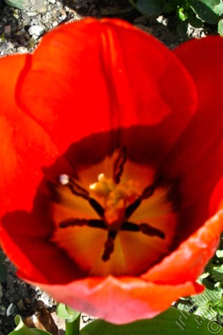 A mobile wallpaper and MMS picture for Apple iPhone 7s, 6s, 5s, 4s, Plus, iPods, iPads, New iPads, Samsung Galaxy S Series and Notes, Sony Ericsson Xperia, LG Mobile Phones, Tablets and Devices: Red Turkish-Ottoman Tulip photo.
