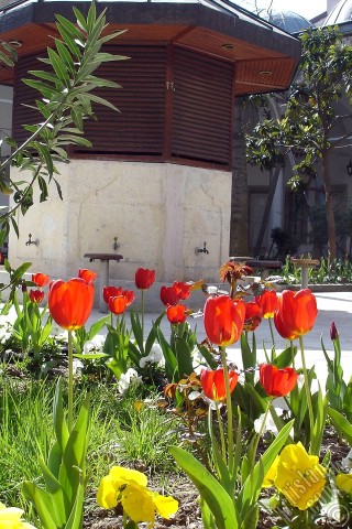 A mobile wallpaper and MMS picture for Apple iPhone 7s, 6s, 5s, 4s, Plus, iPods, iPads, New iPads, Samsung Galaxy S Series and Notes, Sony Ericsson Xperia, LG Mobile Phones, Tablets and Devices: Red Turkish-Ottoman Tulip photo.
