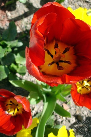 A mobile wallpaper and MMS picture for Apple iPhone 7s, 6s, 5s, 4s, Plus, iPods, iPads, New iPads, Samsung Galaxy S Series and Notes, Sony Ericsson Xperia, LG Mobile Phones, Tablets and Devices: Red Turkish-Ottoman Tulip photo.

