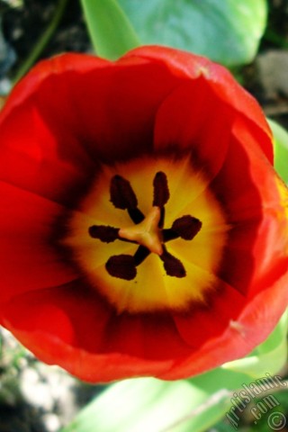 A mobile wallpaper and MMS picture for Apple iPhone 7s, 6s, 5s, 4s, Plus, iPods, iPads, New iPads, Samsung Galaxy S Series and Notes, Sony Ericsson Xperia, LG Mobile Phones, Tablets and Devices: Red Turkish-Ottoman Tulip photo.

