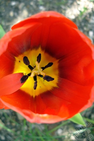 A mobile wallpaper and MMS picture for Apple iPhone 7s, 6s, 5s, 4s, Plus, iPods, iPads, New iPads, Samsung Galaxy S Series and Notes, Sony Ericsson Xperia, LG Mobile Phones, Tablets and Devices: Red Turkish-Ottoman Tulip photo.
