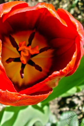 A mobile wallpaper and MMS picture for Apple iPhone 7s, 6s, 5s, 4s, Plus, iPods, iPads, New iPads, Samsung Galaxy S Series and Notes, Sony Ericsson Xperia, LG Mobile Phones, Tablets and Devices: Red Turkish-Ottoman Tulip photo.
