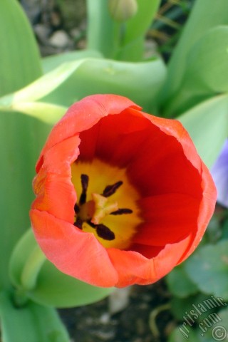 A mobile wallpaper and MMS picture for Apple iPhone 7s, 6s, 5s, 4s, Plus, iPods, iPads, New iPads, Samsung Galaxy S Series and Notes, Sony Ericsson Xperia, LG Mobile Phones, Tablets and Devices: Red Turkish-Ottoman Tulip photo.
