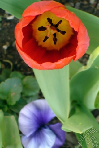 A mobile wallpaper and MMS picture for Apple iPhone 7s, 6s, 5s, 4s, Plus, iPods, iPads, New iPads, Samsung Galaxy S Series and Notes, Sony Ericsson Xperia, LG Mobile Phones, Tablets and Devices: Red Turkish-Ottoman Tulip photo.
