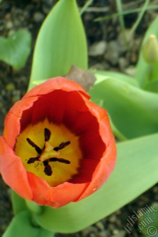 A mobile wallpaper and MMS picture for Apple iPhone 7s, 6s, 5s, 4s, Plus, iPods, iPads, New iPads, Samsung Galaxy S Series and Notes, Sony Ericsson Xperia, LG Mobile Phones, Tablets and Devices: Red Turkish-Ottoman Tulip photo.
