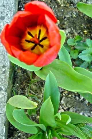 A mobile wallpaper and MMS picture for Apple iPhone 7s, 6s, 5s, 4s, Plus, iPods, iPads, New iPads, Samsung Galaxy S Series and Notes, Sony Ericsson Xperia, LG Mobile Phones, Tablets and Devices: Red Turkish-Ottoman Tulip photo.
