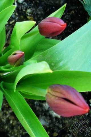 A mobile wallpaper and MMS picture for Apple iPhone 7s, 6s, 5s, 4s, Plus, iPods, iPads, New iPads, Samsung Galaxy S Series and Notes, Sony Ericsson Xperia, LG Mobile Phones, Tablets and Devices: Red Turkish-Ottoman Tulip photo.
