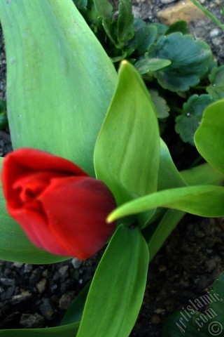 A mobile wallpaper and MMS picture for Apple iPhone 7s, 6s, 5s, 4s, Plus, iPods, iPads, New iPads, Samsung Galaxy S Series and Notes, Sony Ericsson Xperia, LG Mobile Phones, Tablets and Devices: Red Turkish-Ottoman Tulip photo.
