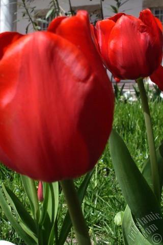 A mobile wallpaper and MMS picture for Apple iPhone 7s, 6s, 5s, 4s, Plus, iPods, iPads, New iPads, Samsung Galaxy S Series and Notes, Sony Ericsson Xperia, LG Mobile Phones, Tablets and Devices: Red Turkish-Ottoman Tulip photo.
