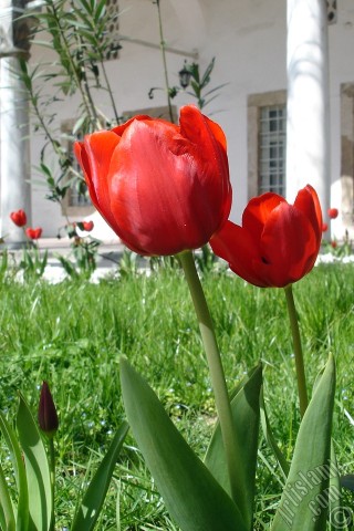 A mobile wallpaper and MMS picture for Apple iPhone 7s, 6s, 5s, 4s, Plus, iPods, iPads, New iPads, Samsung Galaxy S Series and Notes, Sony Ericsson Xperia, LG Mobile Phones, Tablets and Devices: Red Turkish-Ottoman Tulip photo.

