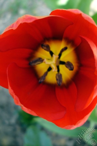 A mobile wallpaper and MMS picture for Apple iPhone 7s, 6s, 5s, 4s, Plus, iPods, iPads, New iPads, Samsung Galaxy S Series and Notes, Sony Ericsson Xperia, LG Mobile Phones, Tablets and Devices: Red Turkish-Ottoman Tulip photo.
