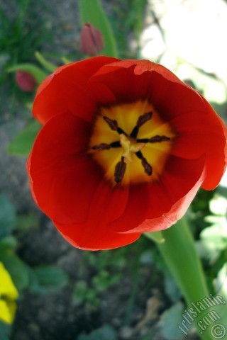 A mobile wallpaper and MMS picture for Apple iPhone 7s, 6s, 5s, 4s, Plus, iPods, iPads, New iPads, Samsung Galaxy S Series and Notes, Sony Ericsson Xperia, LG Mobile Phones, Tablets and Devices: Red Turkish-Ottoman Tulip photo.
