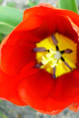 A mobile wallpaper and MMS picture for Apple iPhone 7s, 6s, 5s, 4s, Plus, iPods, iPads, New iPads, Samsung Galaxy S Series and Notes, Sony Ericsson Xperia, LG Mobile Phones, Tablets and Devices: Red Turkish-Ottoman Tulip photo.
