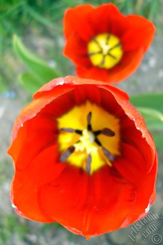 A mobile wallpaper and MMS picture for Apple iPhone 7s, 6s, 5s, 4s, Plus, iPods, iPads, New iPads, Samsung Galaxy S Series and Notes, Sony Ericsson Xperia, LG Mobile Phones, Tablets and Devices: Red Turkish-Ottoman Tulip photo.
