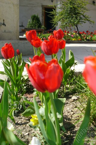 A mobile wallpaper and MMS picture for Apple iPhone 7s, 6s, 5s, 4s, Plus, iPods, iPads, New iPads, Samsung Galaxy S Series and Notes, Sony Ericsson Xperia, LG Mobile Phones, Tablets and Devices: Red Turkish-Ottoman Tulip photo.
