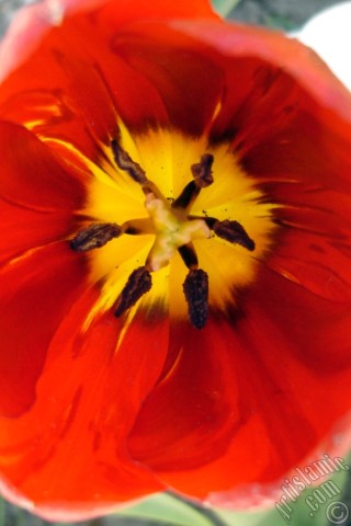 A mobile wallpaper and MMS picture for Apple iPhone 7s, 6s, 5s, 4s, Plus, iPods, iPads, New iPads, Samsung Galaxy S Series and Notes, Sony Ericsson Xperia, LG Mobile Phones, Tablets and Devices: Red Turkish-Ottoman Tulip photo.

