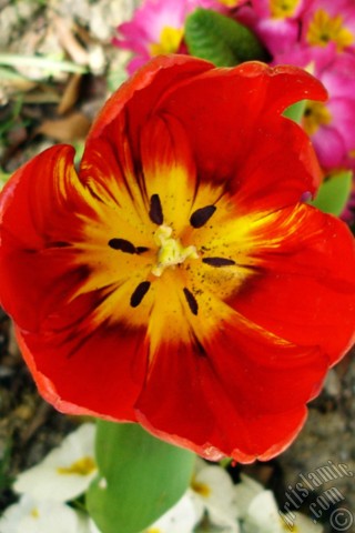 A mobile wallpaper and MMS picture for Apple iPhone 7s, 6s, 5s, 4s, Plus, iPods, iPads, New iPads, Samsung Galaxy S Series and Notes, Sony Ericsson Xperia, LG Mobile Phones, Tablets and Devices: Red Turkish-Ottoman Tulip photo.
