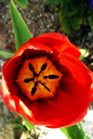 A mobile wallpaper and MMS picture for Apple iPhone 7s, 6s, 5s, 4s, Plus, iPods, iPads, New iPads, Samsung Galaxy S Series and Notes, Sony Ericsson Xperia, LG Mobile Phones, Tablets and Devices: Red Turkish-Ottoman Tulip photo.
