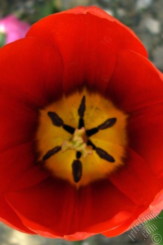 A mobile wallpaper and MMS picture for Apple iPhone 7s, 6s, 5s, 4s, Plus, iPods, iPads, New iPads, Samsung Galaxy S Series and Notes, Sony Ericsson Xperia, LG Mobile Phones, Tablets and Devices: Red Turkish-Ottoman Tulip photo.
